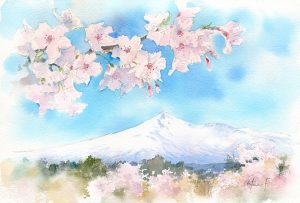 カレンダーイラスト・鳥海山と桜を描いた透明水彩画