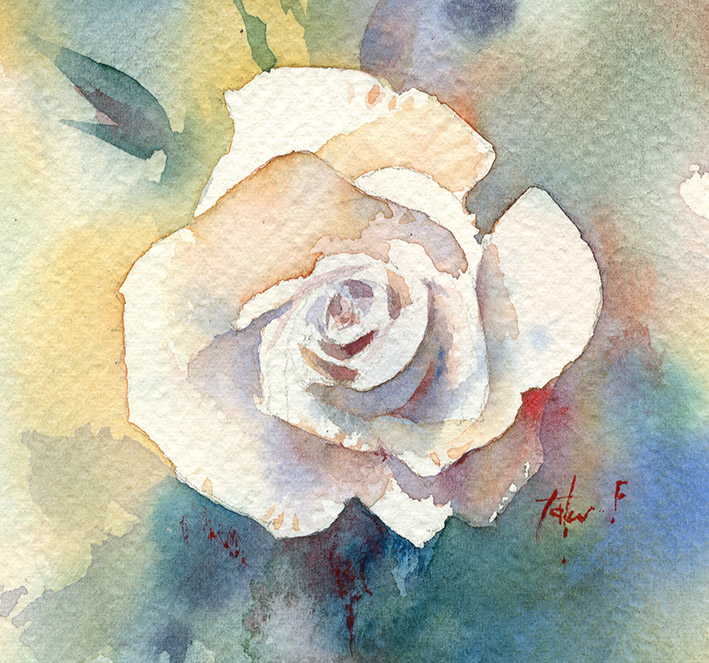 a white rose