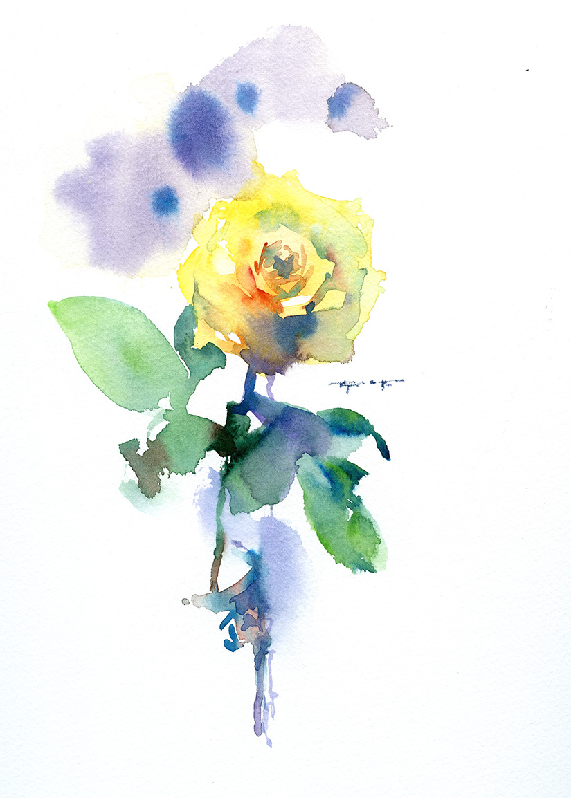 a yellow rose